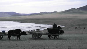 Монгольская телега сейчас