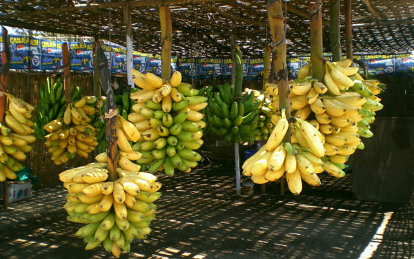 Бананы зреют